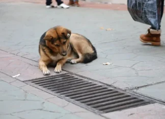 Elke dag kijkt de hond in de rioolput. Wanneer omstanders deze put openmaken, zijn ze geschokt.