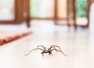 Na deze geweldige tip heb je geen last meer van spinnen in huis