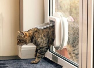 Zo verwijder je gemakkelijk de geur van katten urine uit je huis