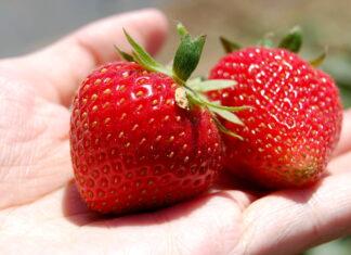 Briljante tip van de boer om je aardbeien langer vers te houden