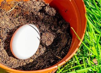 Dit is waarom je een ei in een bloempot moet begraven!