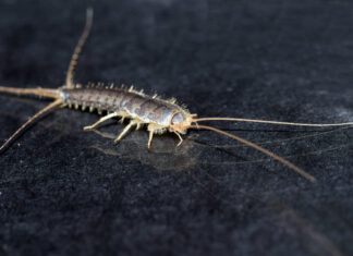 Nooit meer last van zilvervisjes in huis met deze tips