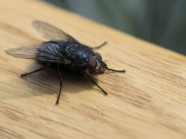 Vliegen in huis? Gebruik deze geweldige truc!